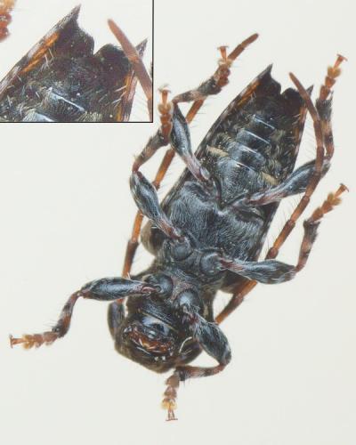 Réf. 311 834 : Pogonocherus hispidus